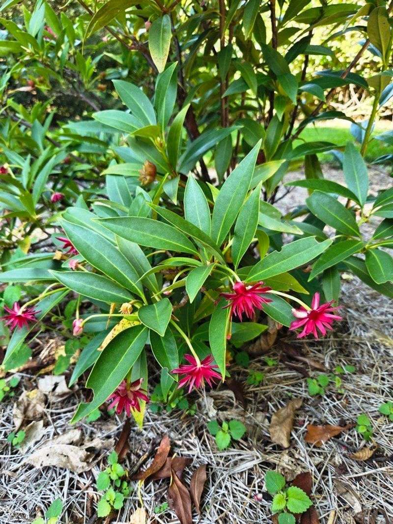 Aromatic Bitter Foliage Gives Deer Little Reason To Browse Aromatic Bitter Foliage Gives Deer Little Reason To Browse