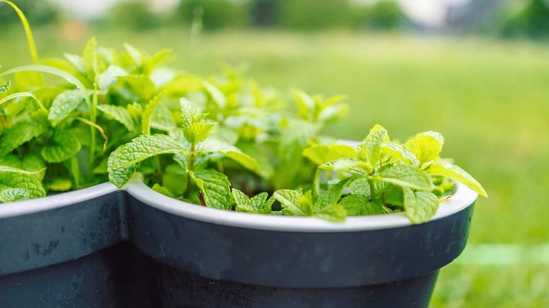 Aromatic Herbs Offer At Best A Mild Deterrent