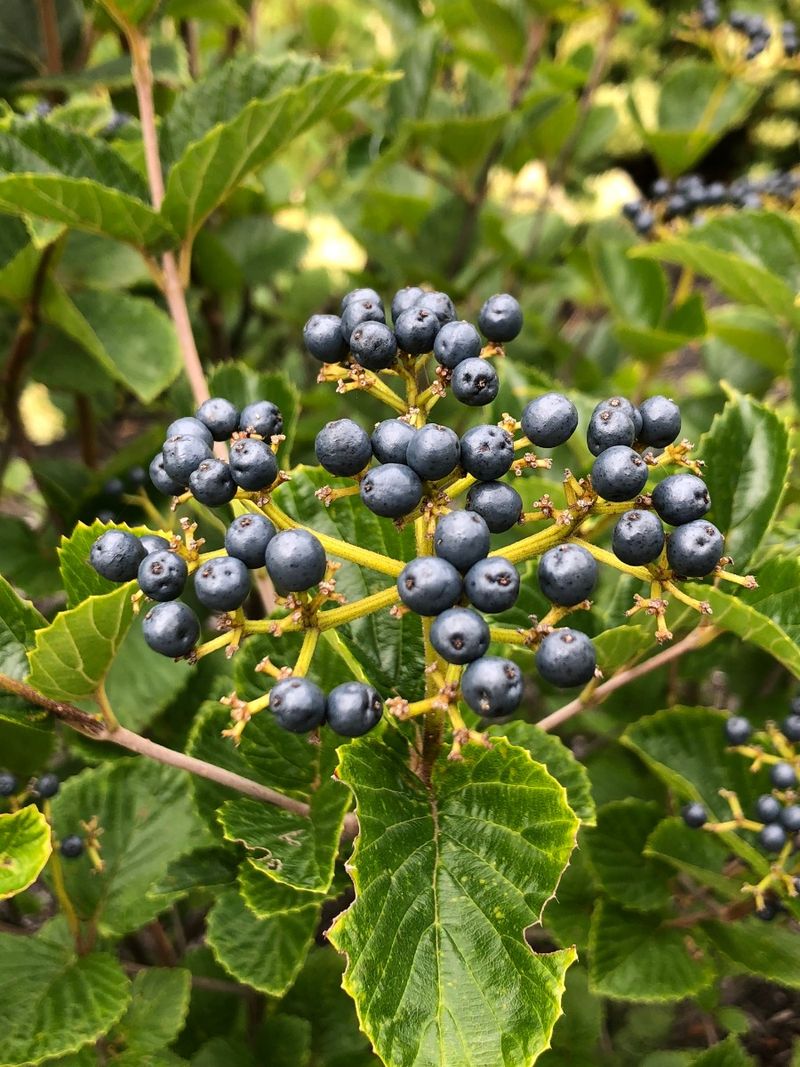 Arrowwood Viburnum Feeds Your Fall Bird Visitors Arrowwood Viburnum Feeds Your Fall Bird Visitors