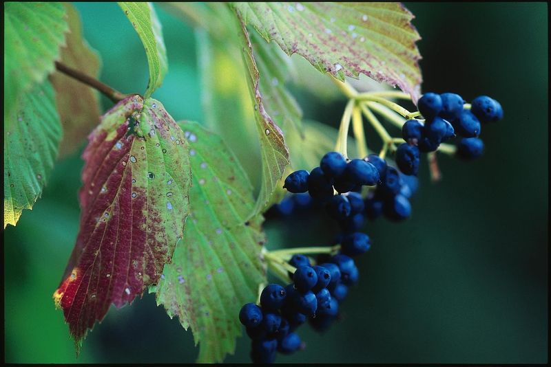 Arrowwood Viburnum For Blue Berries And Purple Leaves Arrowwood Viburnum For Blue Berries And Purple Leaves