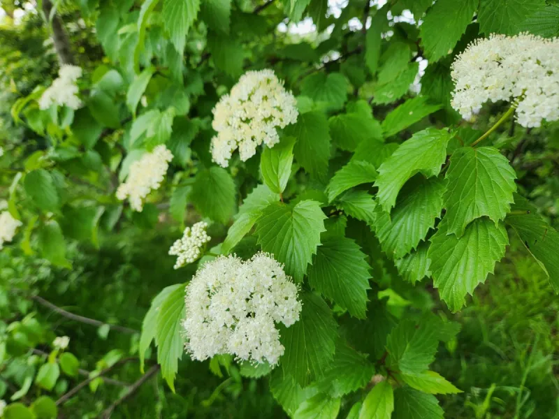 Arrowwood Viburnum Makes A Sturdy Native Hedge Arrowwood Viburnum Makes A Sturdy Native Hedge