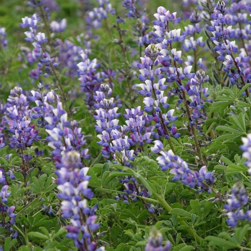 Arroyo Lupine Arroyo Lupine