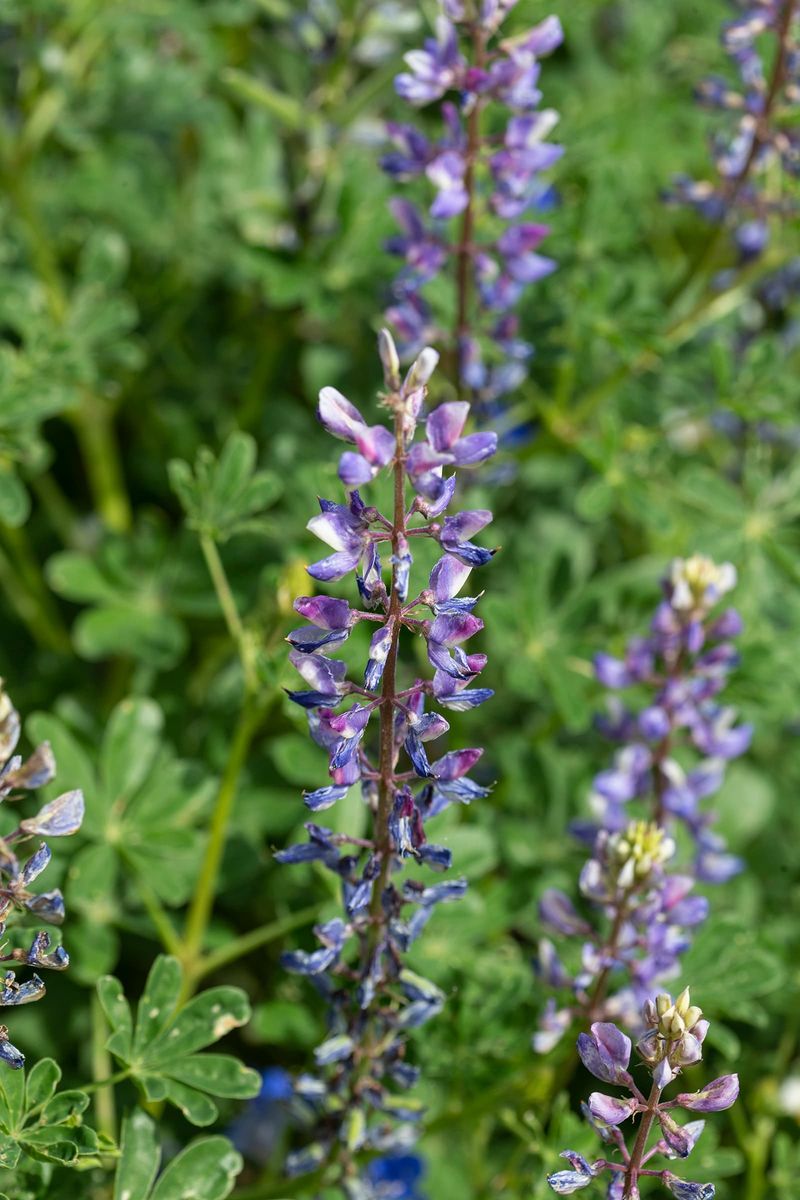 Arroyo Lupine