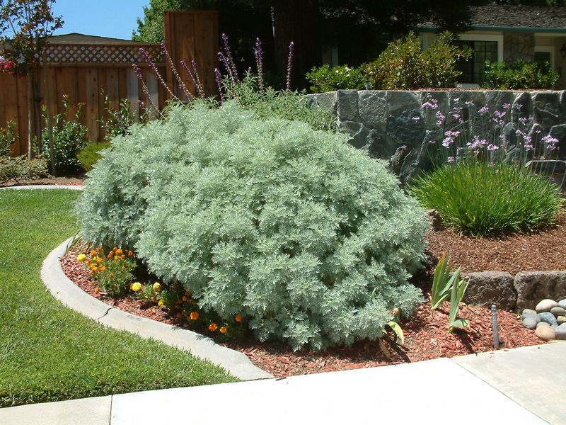 Artemisia