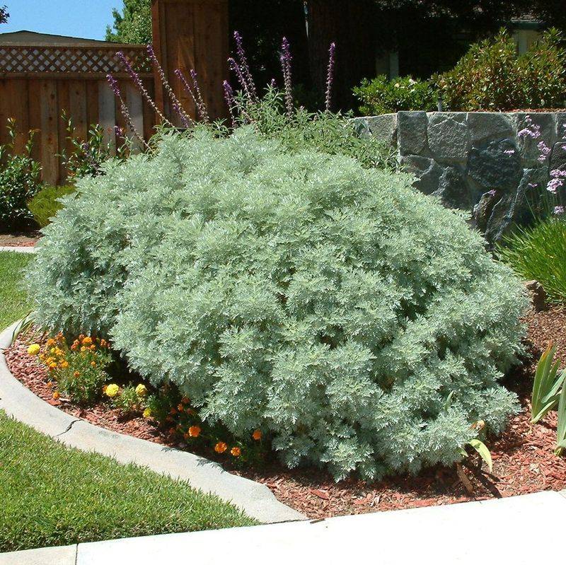 Artemisia Artemisia