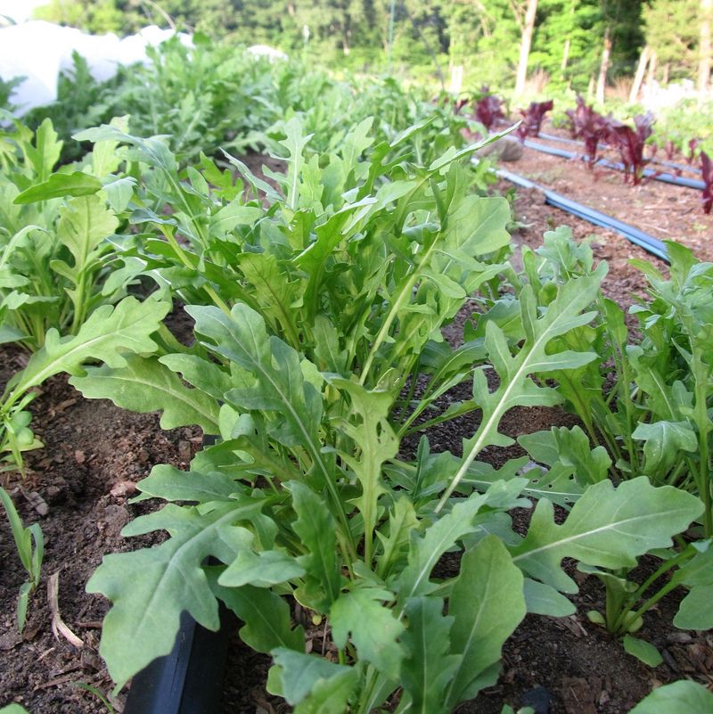 Arugula Brings Peppery Leaves To The Garden In Cool Weather