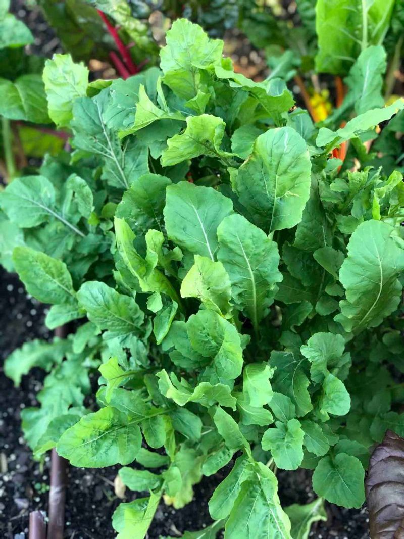 Arugula Develops A Peppery Flavor In Cooler Weather