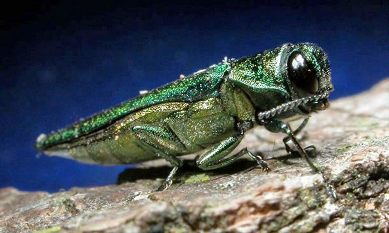 Ash Trees Across Indiana Have Faced This Pest For Years