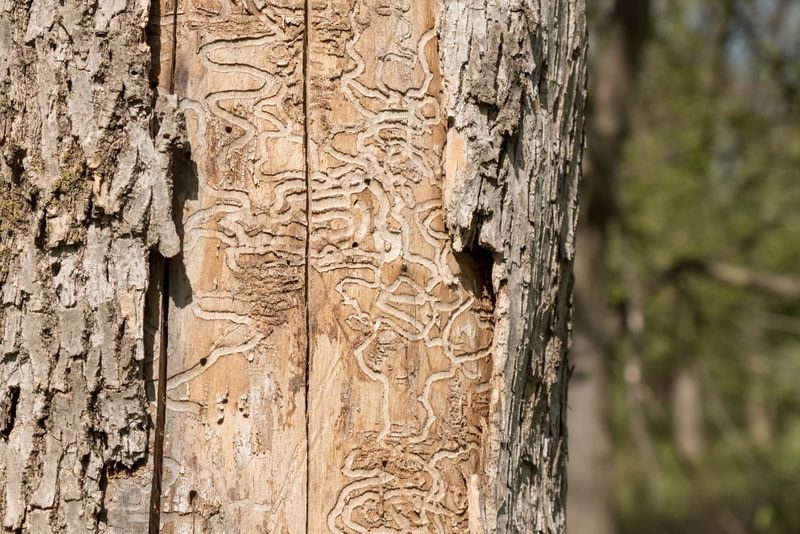 Ash Trees Hit By Emerald Ash Borer Become Brittle Fast Ash Trees Hit By Emerald Ash Borer Become Brittle Fast