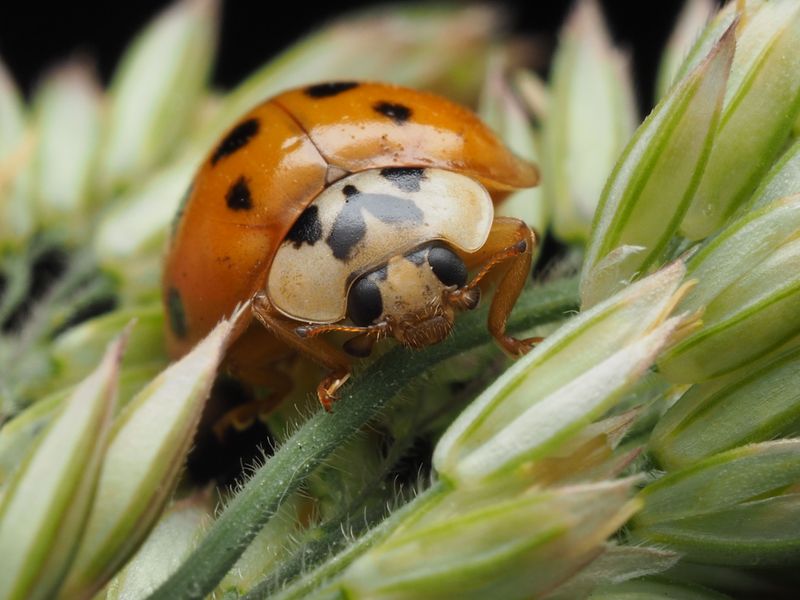 Asian Lady Beetles Looking For Winter Shelter Asian Lady Beetles Looking For Winter Shelter