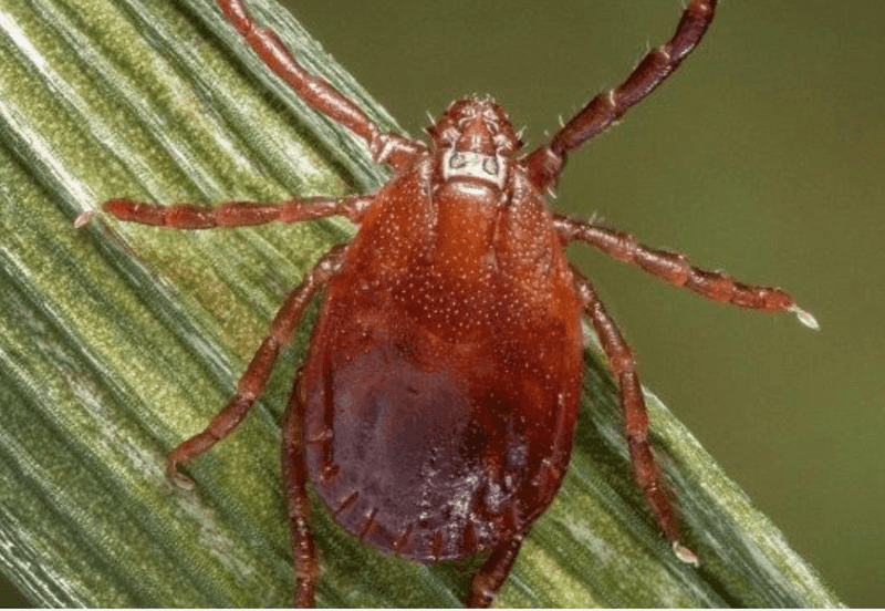 Asian Longhorned Ticks Spreading Across Lawns