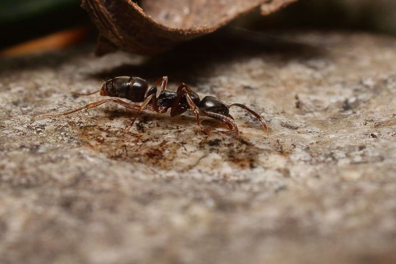Asian Needle Ants Hiding Under Mulch Asian Needle Ants Hiding Under Mulch
