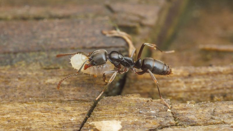 Asian Needle Ants Lurking Under Logs And Mulch