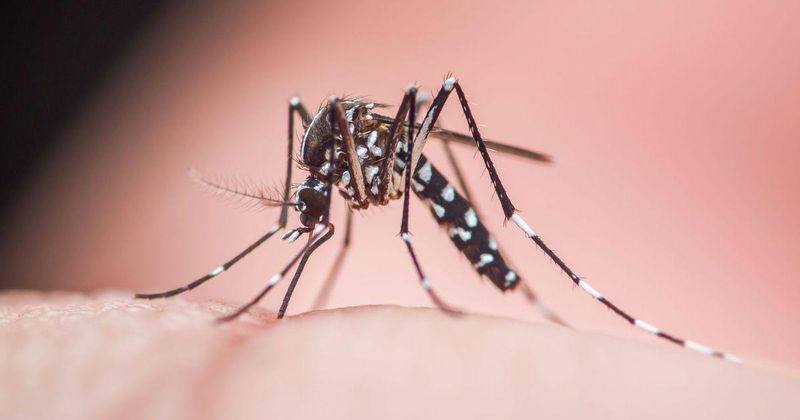 Asian Tiger Mosquitoes Biting In Broad Daylight