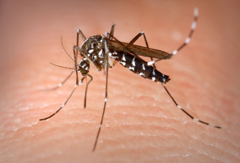 Asian Tiger Mosquitoes Breeding In Standing Water Asian Tiger Mosquitoes Breeding In Standing Water