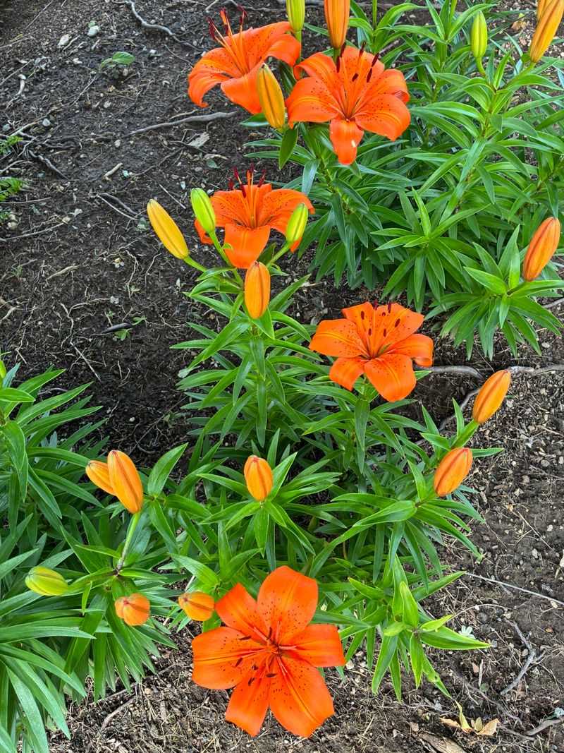 Asiatic Lilies For Bold Summer Color Asiatic Lilies For Bold Summer Color
