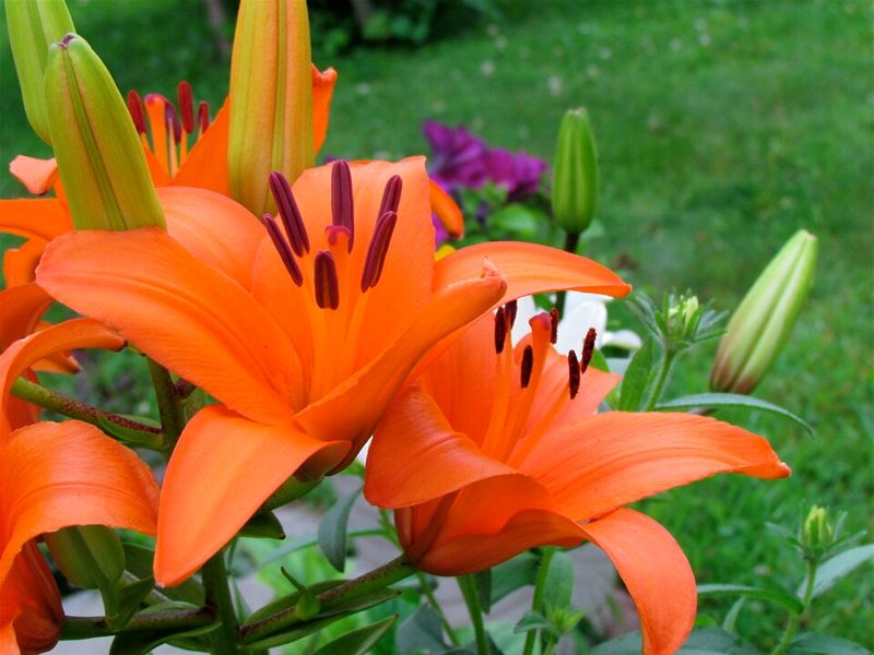 Asiatic Lilies