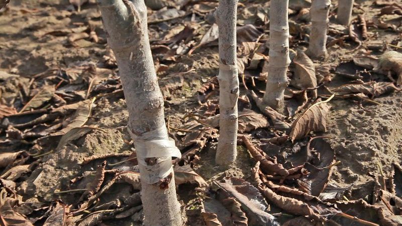 Ask About Rootstock And Mature Size Ask About Rootstock And Mature Size