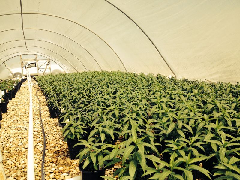 Ask growers about insecticide treatment