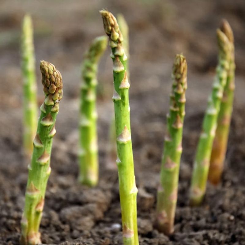 Asparagus Crowns Planted In November Start A Long-Term Bed Asparagus Crowns Planted In November Start A Long-Term Bed