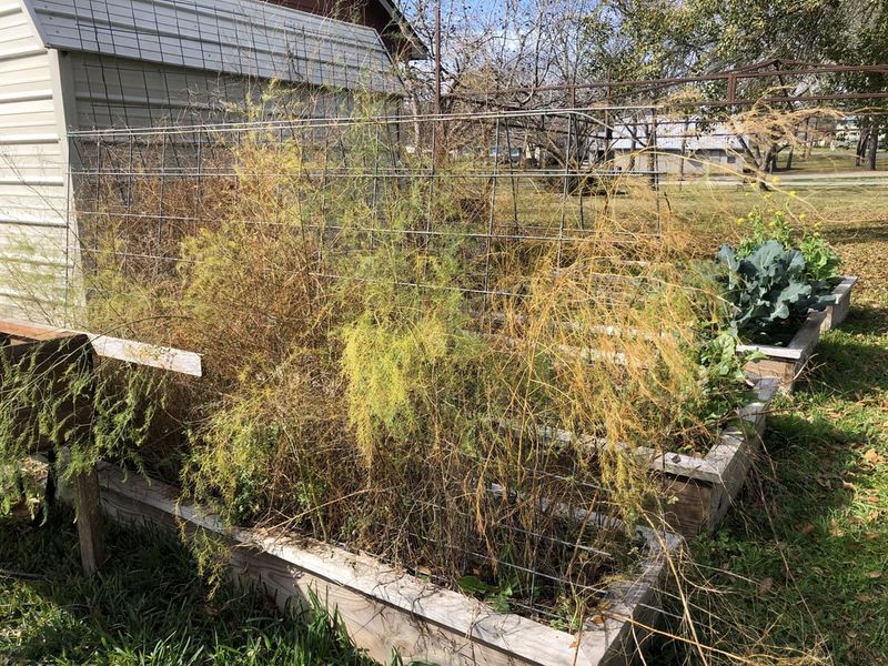 Asparagus Takes Years And Space