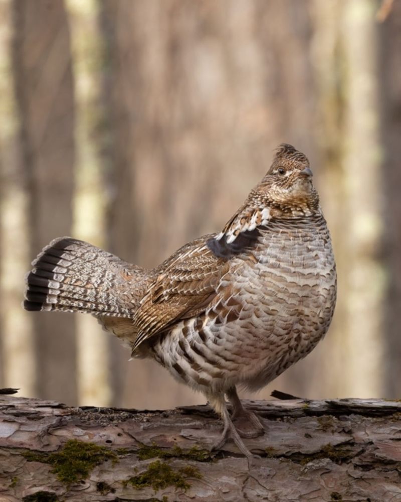 Aspen Groves Support Many Kinds Of Wildlife Aspen Groves Support Many Kinds Of Wildlife