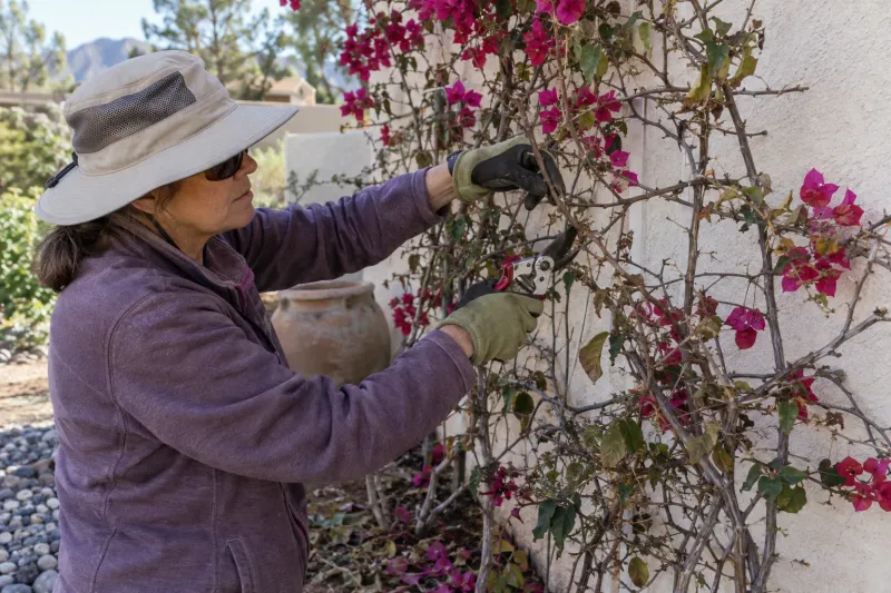 Assess dead and frost-damaged wood in spring