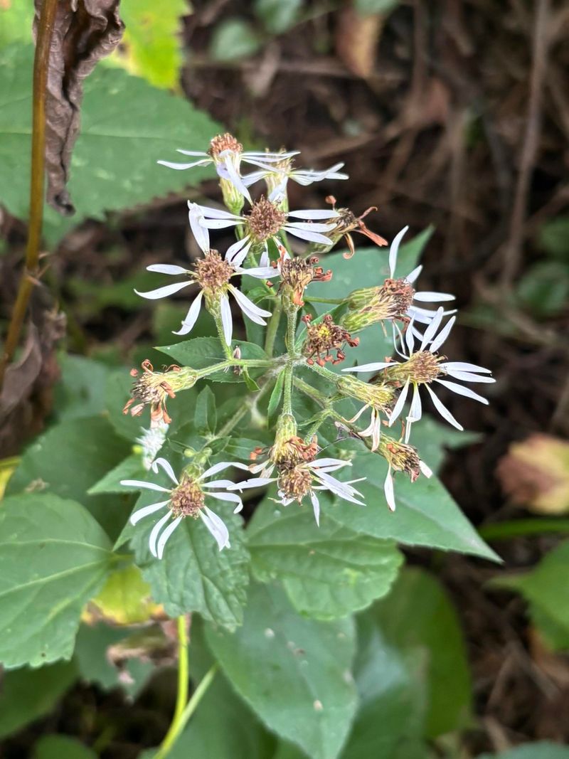 Aster Seed Heads Feed Small Songbirds Aster Seed Heads Feed Small Songbirds