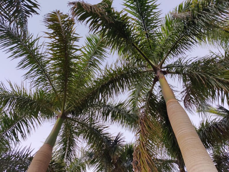 At Least 65 Palm Species Can Get It