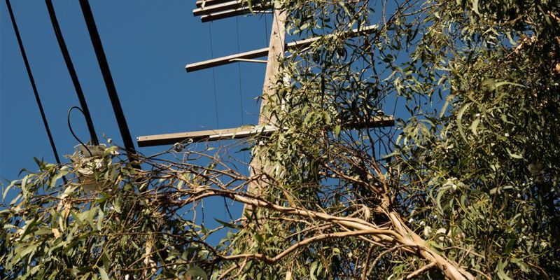 Attempting Big Limbs Near Power Lines Attempting Big Limbs Near Power Lines