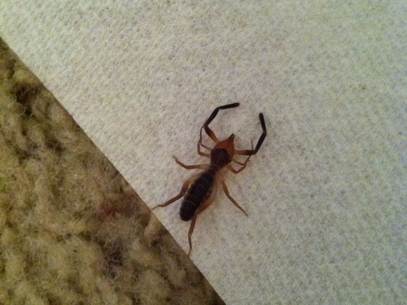 7 Places Arizona Scorpions And Spiders Hide Inside Your Home Once ...