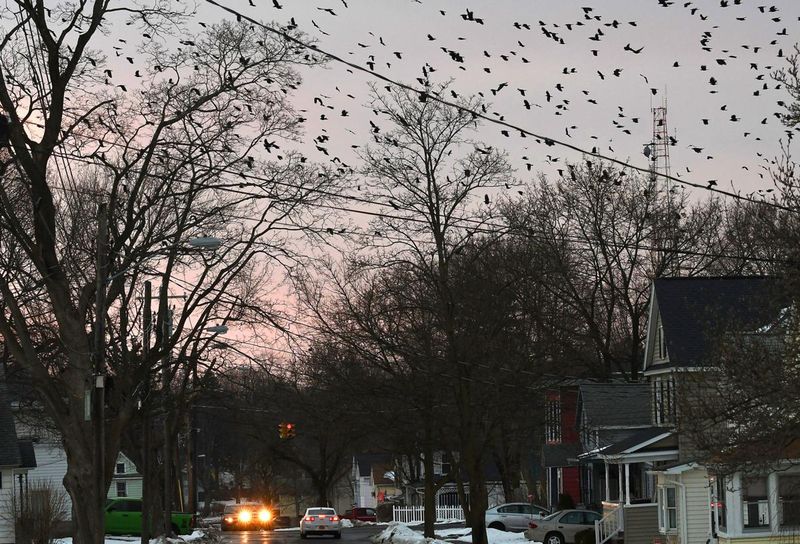 Auburn Is Famous For Its Winter Crow Crowds