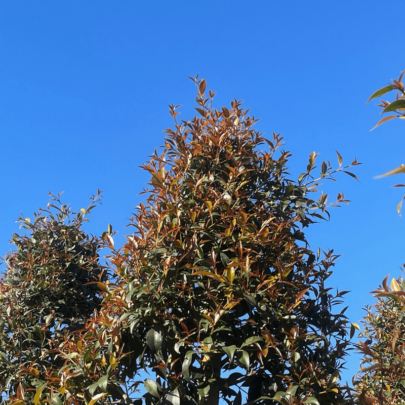 Australian Brush Cherry Australian Brush Cherry