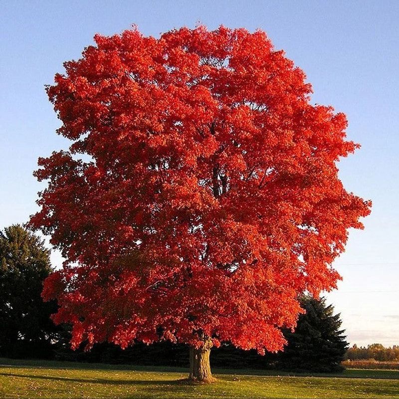 Autumn Blaze Freeman Maple Offers Speedy Shade