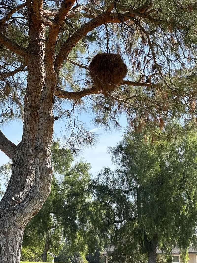 Autumn Construction Season In The Treetops