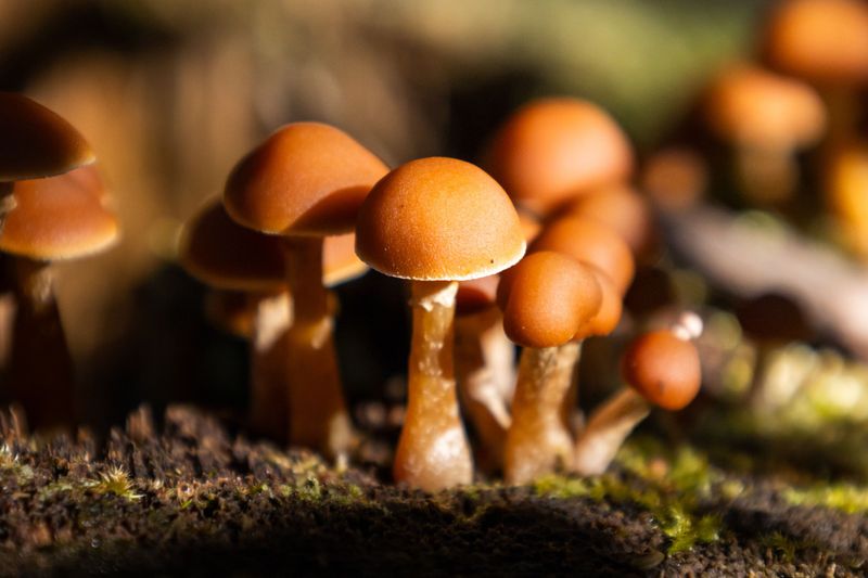 Autumn Galerina Plain, Brown, And Easy To Overlook