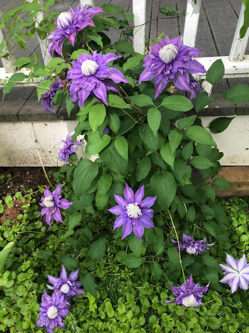 Autumn Planting Gives Roots Time To Establish Before Summer