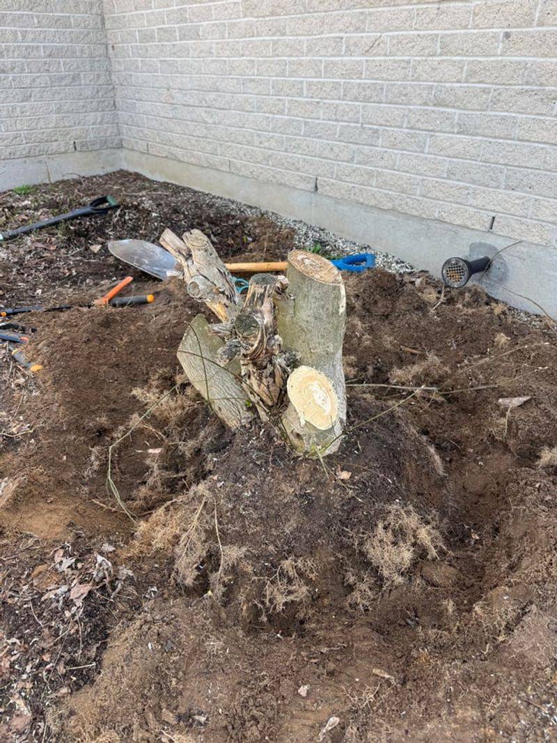 Autumn Removal Methods That Work
