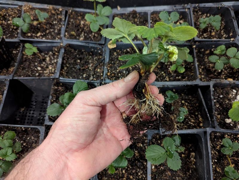Autumn Roots Give Your Plants A Spring Jump