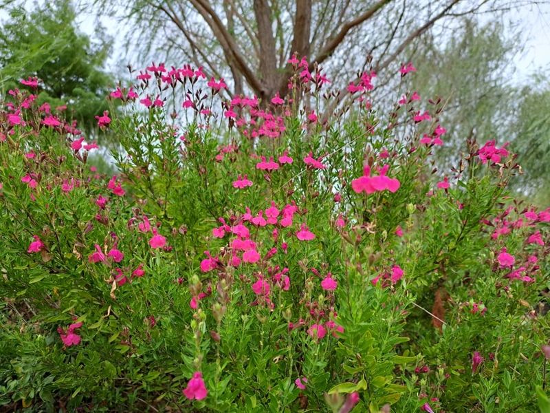 Autumn Sage Autumn Sage