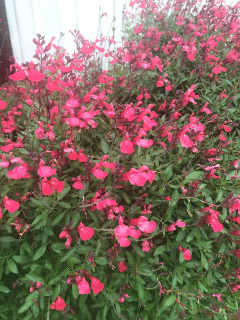 Autumn Sage Blooms Twice The Fun Autumn Sage Blooms Twice The Fun