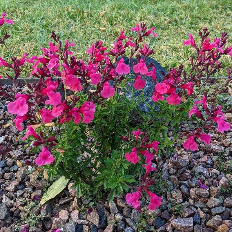 Autumn Sage Gives You A Rainbow Of Choices