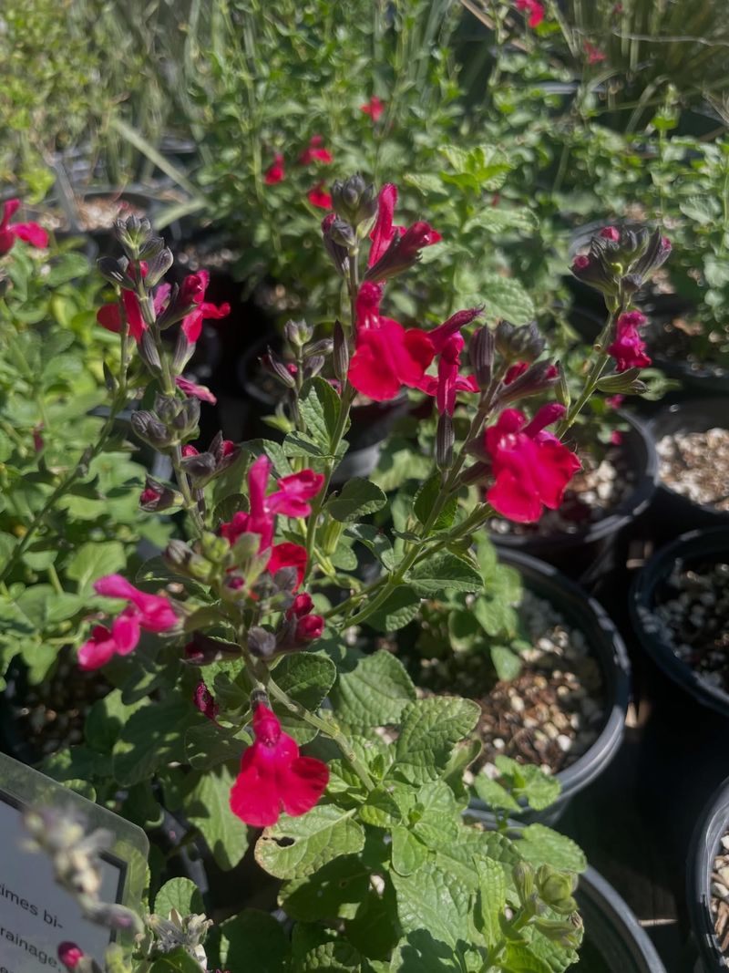 Autumn Sage Saves Its Best For Fall Autumn Sage Saves Its Best For Fall