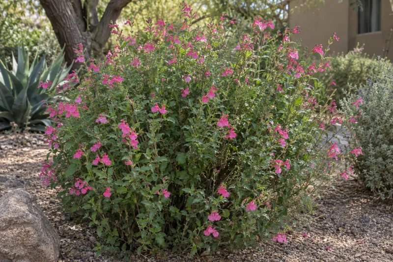 Autumn Sage