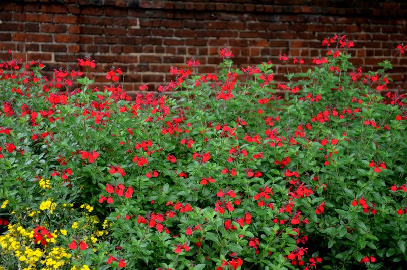 Autumn sage is one shrub option for a fence line