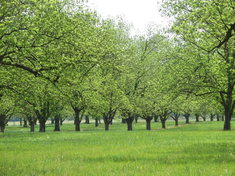 Avalon Pecan