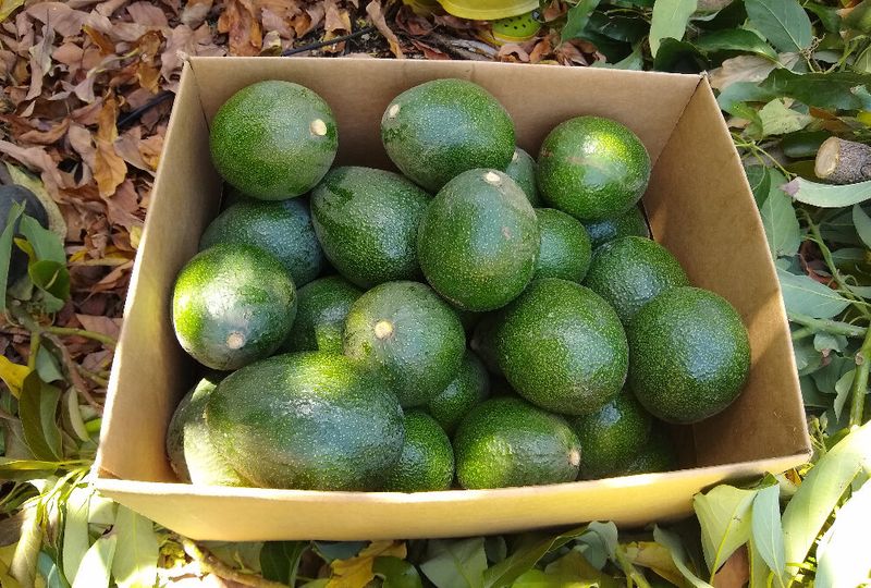 Avocados Wait Until They Leave The Tree Avocados Wait Until They Leave The Tree