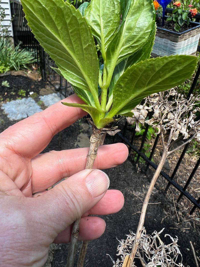 Avoid Cutting Into Next Year's Buds Avoid Cutting Into Next Year's Buds