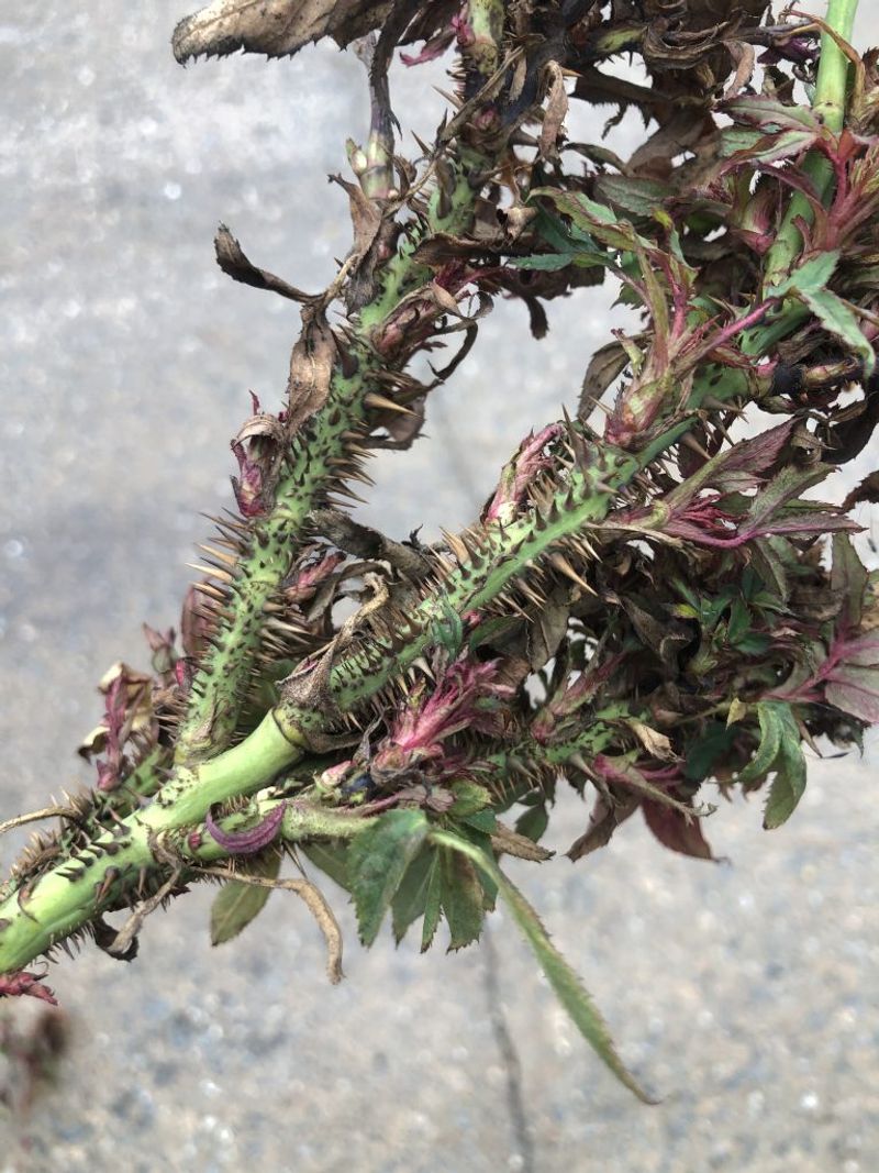 Avoid Cuttings From Diseased Plants