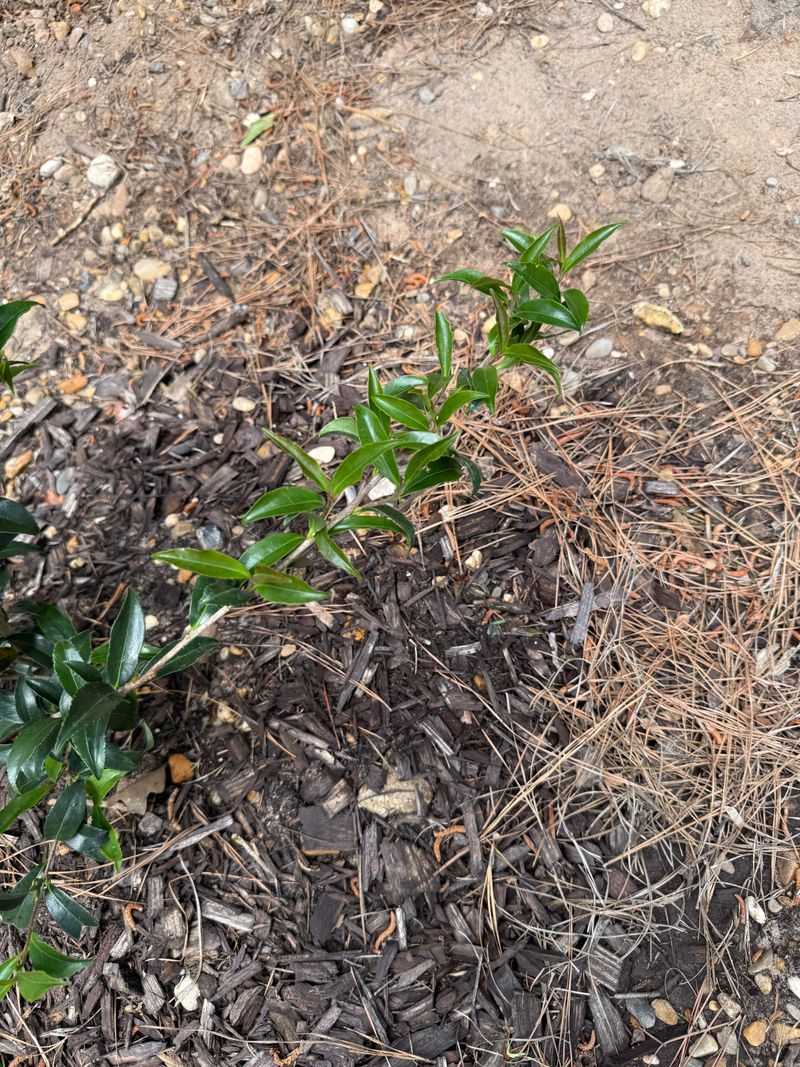 Avoid Encouraging Scale With Too Much Fertilizer